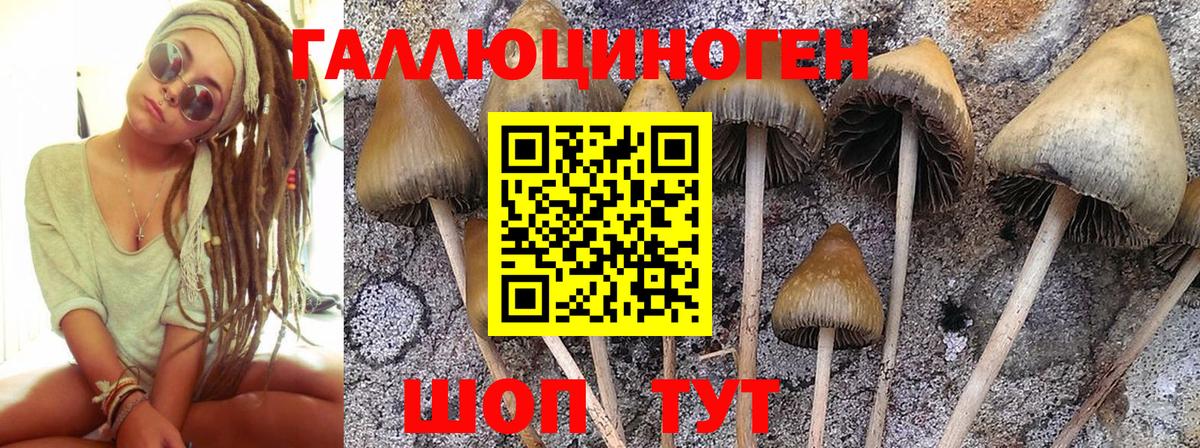 Сланцы  Галлюциногенные грибы ЛСД  Вход с VPN 